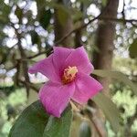 Lagunaria patersonia Blüte