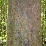 Eperua rubiginosa Corteza