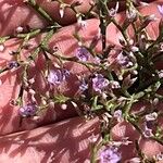 Limonium carolinianum Flower