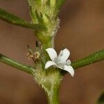 Spermacoce subvulgata Flor