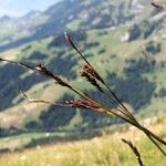 Carex sempervirens Bloem