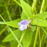 Scutellaria galericulataÇiçek