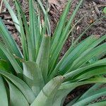 Tillandsia utriculata برگ