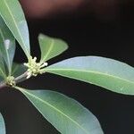 Pleiocarpa pycnantha Leaf