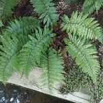 Polystichum aculeatum Blad