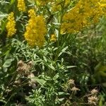 Solidago speciosa 树皮