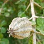 Gardenia volkensii Frucht