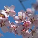 Prunus sargentii Flower