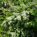 Crataegus × media অভ্যাস