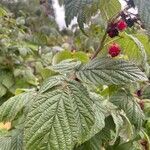 Rubus idaeus Leaf