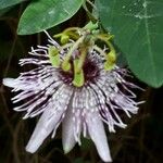 Passiflora actinia Flower