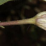 Nicotiana quadrivalvis Flor