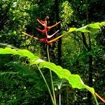 Heliconia latispatha Flor