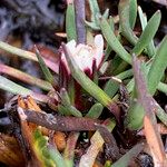Werneria pygmaea Flower