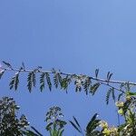 Calliandra surinamensis Flower