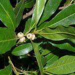 Quercus salicifolia Fruit