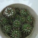 Mammillaria voburnensis 葉