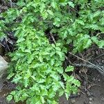 Toxicodendron diversilobum Hoja