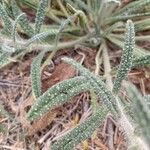 Echium albicans Leaf