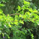 Ribes alpinum Leaf