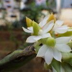 Calyptrochilum emarginatum Λουλούδι