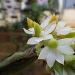 Calyptrochilum emarginatum Blodyn