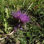 Cirsium acaulon फूल