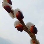 Salix discolorफूल