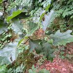 Quercus velutina পাতা