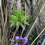 Gentianella dasyantha Yaprak