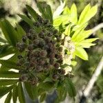 Sorbus domesticaFlower