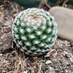 Echinocereus pectinatus Leaf