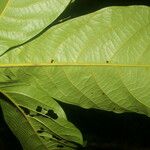 Ocotea valerioides Leaf