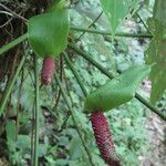 Anthurium formosum ഇല