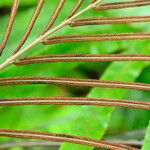 Blechnum chauliodontum