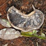 Afzelia bipindensis Fruto