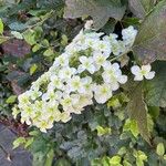 Hydrangea quercifoliaFlower