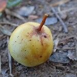 Sorbus domestica Fruit