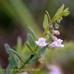 Scutellaria minor Other