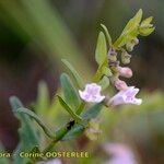 Scutellaria minor Arall