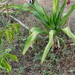 Crinum × amabile Лист