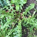 Taraxacum braun-blanquetii Habit