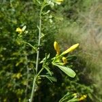 Chrysojasminum fruticans Blomma