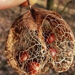 Staphylea pinnata Fruto