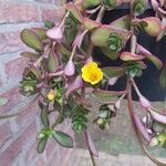 Portulaca umbraticola Květ