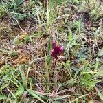 Gentianella amarella പുഷ്പം