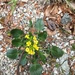 Barbarea rupicola Flor