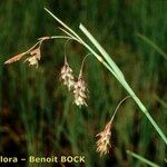 Carex magellanica Habitat