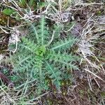 Cirsium palustre Liść