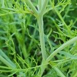 Erucaria hispanica Corteza